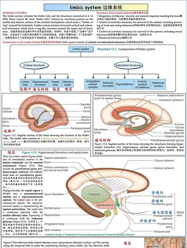 最佳推荐 | 高清详细的神经系统解剖学（全）