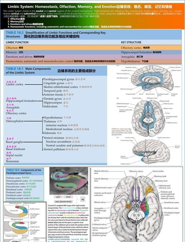 最佳推荐 | 高清详细的神经系统解剖学（全）