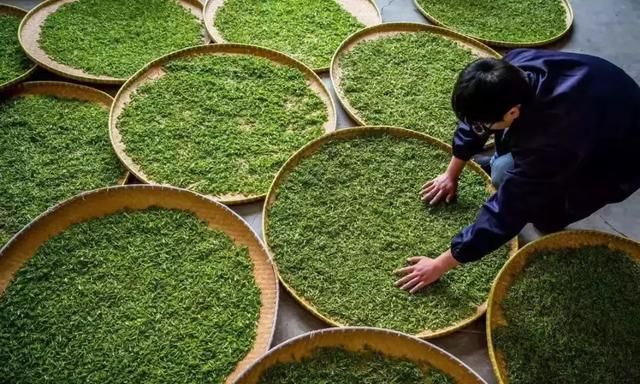 名茶知识丨雨花茶是什么？