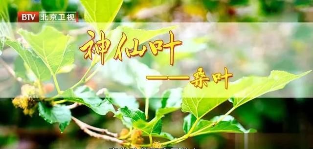 桑树全身都是宝，桑葚强体质、桑叶护血管、桑枝利关节