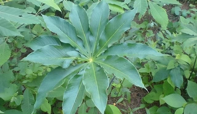 每天学习一味中草药止咳化痰药1温化寒痰药---天南星