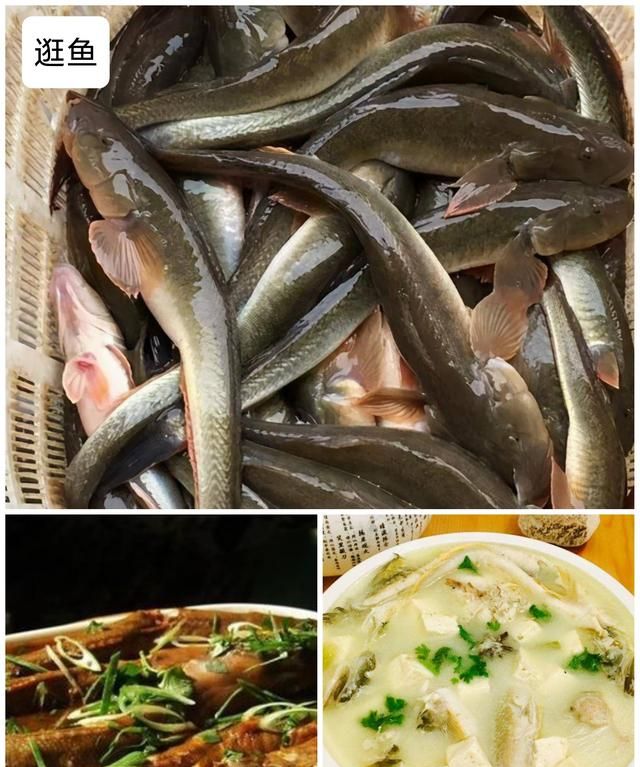 40种“好吃不贵”的野生海鱼（上），附：价格和吃法，请收藏