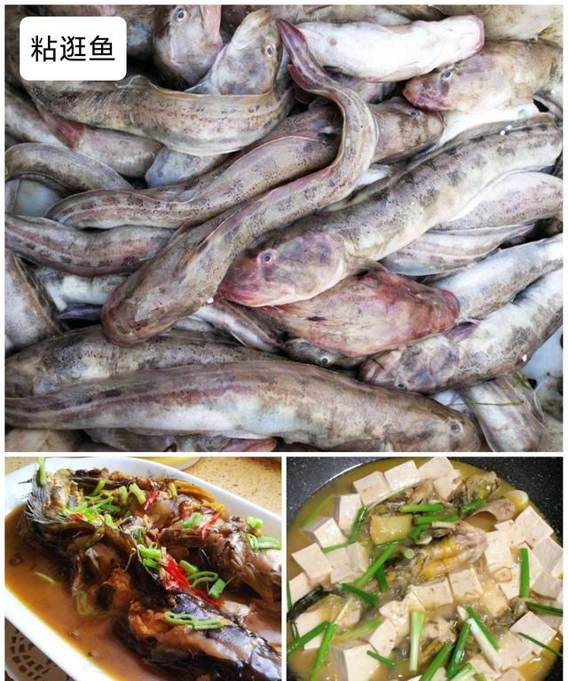 40种“好吃不贵”的野生海鱼（上），附：价格和吃法，请收藏