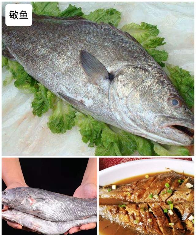 40种“好吃不贵”的野生海鱼（上），附：价格和吃法，请收藏