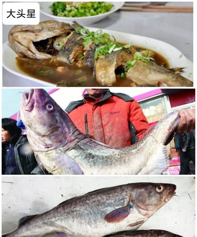 40种“好吃不贵”的野生海鱼（上），附：价格和吃法，请收藏
