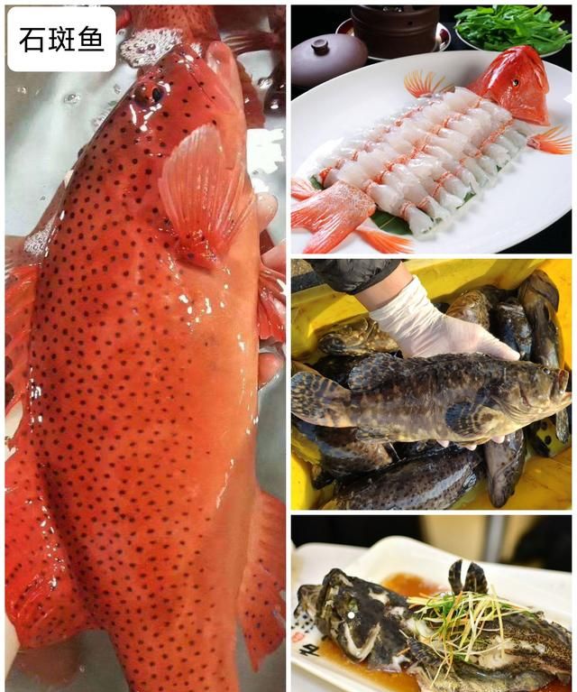 40种“好吃不贵”的野生海鱼（上），附：价格和吃法，请收藏