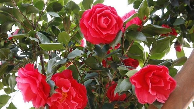 请问茶花怎么种植图1