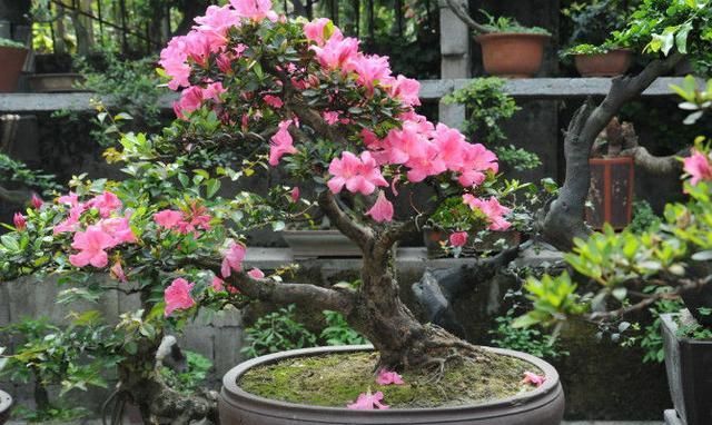 请问茶花怎么种植图2