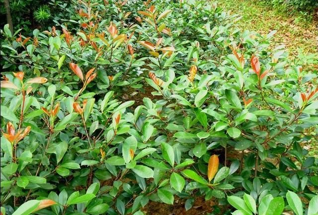 请问茶花怎么种植图3