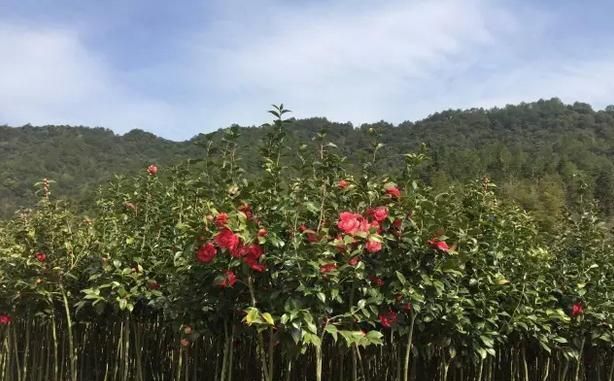 请问茶花怎么种植图4