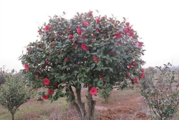 请问茶花怎么种植图5