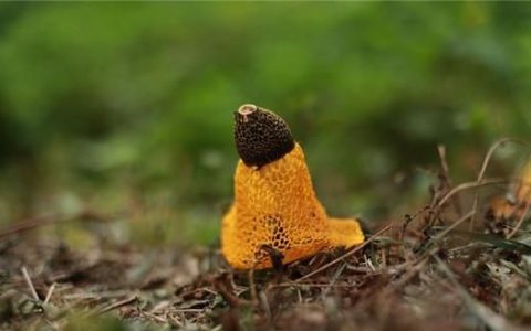 招蚊体质是什么原因造成的