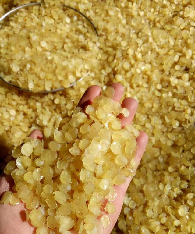 皂角树的种子仁，殊不知有很多作用，适合女人吃