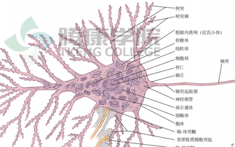 神经元的结构,神经元的结构及功能简答题