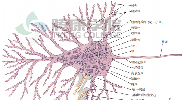 神经元的结构