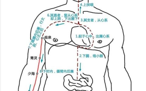 十二经脉之心手少阴之脉白话解(十二经脉之手少阴经)