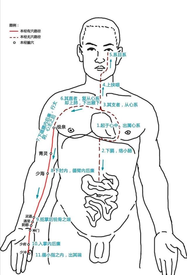 玫子科普：十二经脉，手少阴心经——掌管人体生死的君王