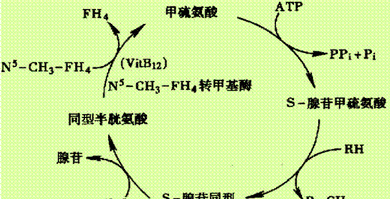 治疗高血压的叶酸片与孕妇吃的一样吗图4