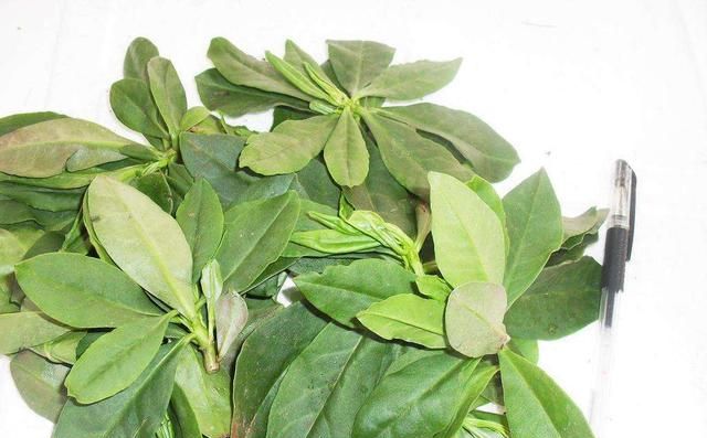 这“东洋菜”认识的人少，作用却不少，快看看，你认识吗？