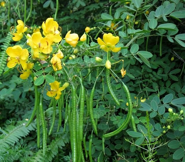 月季玫瑰花，花落成泥太可惜，做一个“鲜花枕头”吧