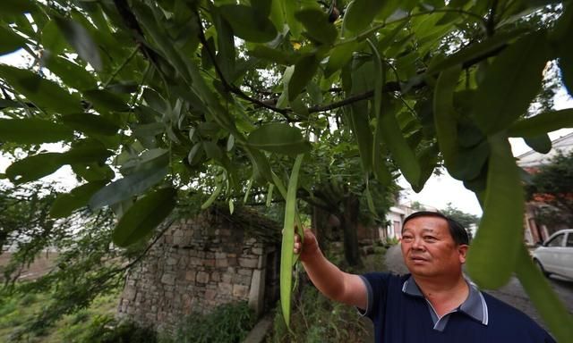 皂角的栽培要点，繁育栽培与播种管理方，你知道多少？