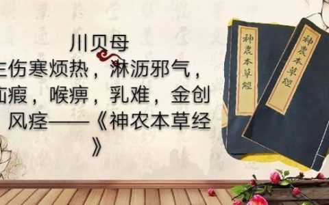 川贝母有什么药用价值,川贝母的药用部位是哪儿