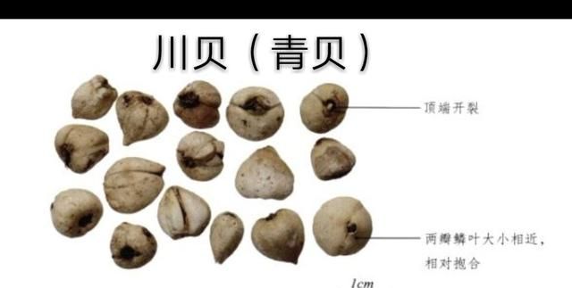 川贝母有什么药用价值,川贝母的药用部位是哪儿图3