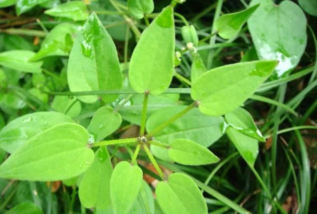 自然药物含生记（2） - 茜草