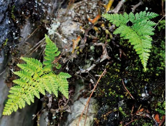 人工怎样种植骨碎补(人工骨碎补种植)图2