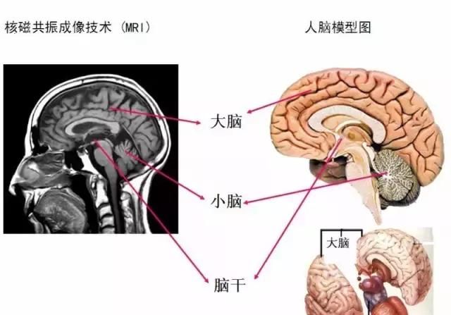 最全神经系统解剖图