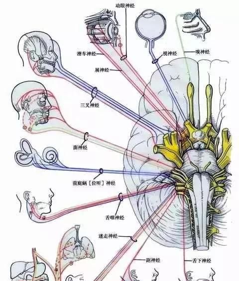 最全神经系统解剖图