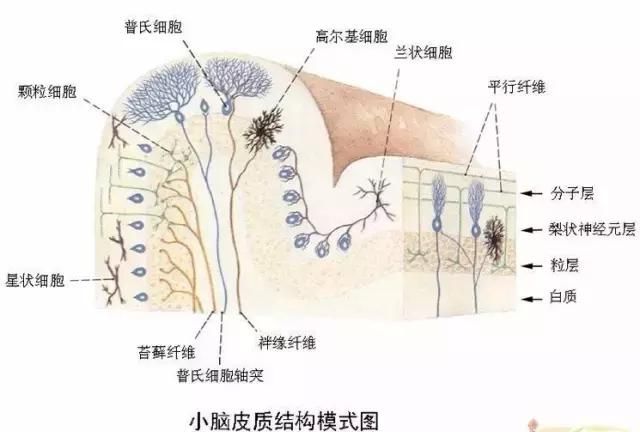 最全神经系统解剖图