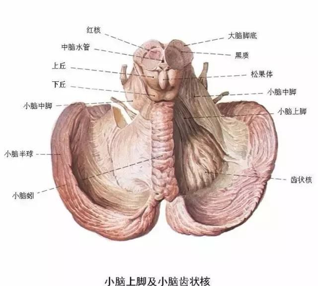 最全神经系统解剖图