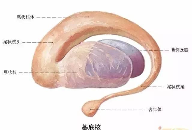 最全神经系统解剖图