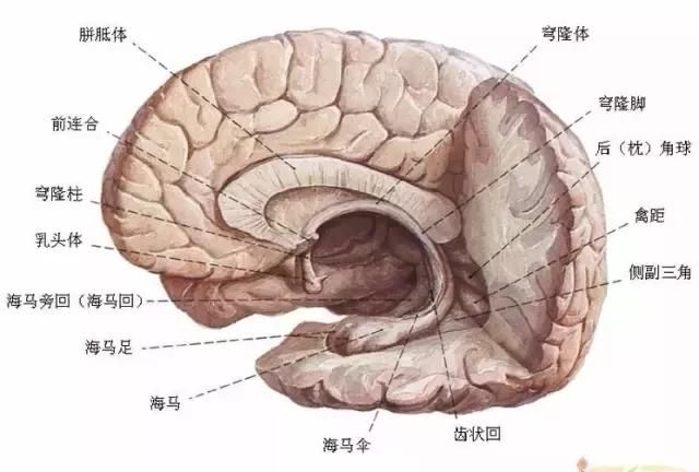 最全神经系统解剖图