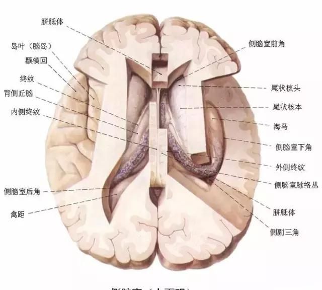 最全神经系统解剖图