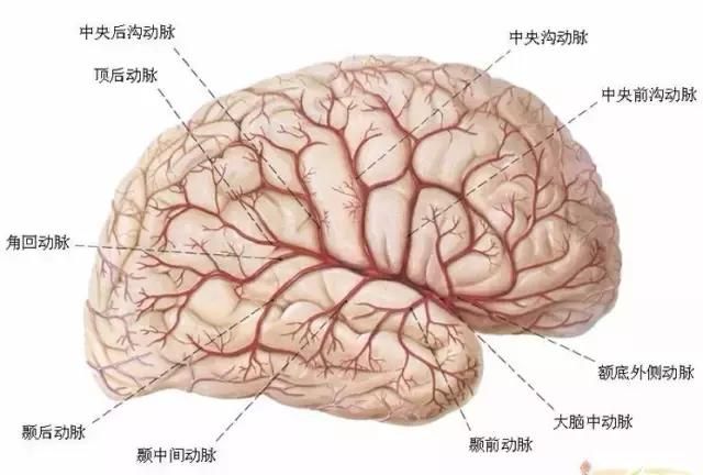 最全神经系统解剖图