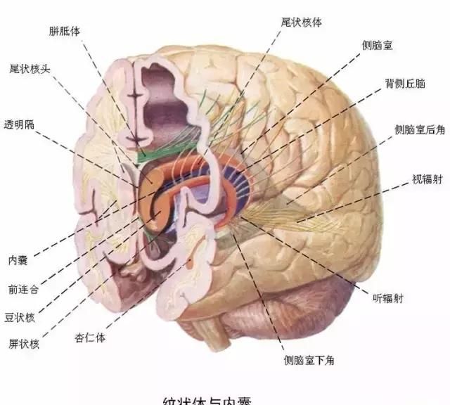 最全神经系统解剖图