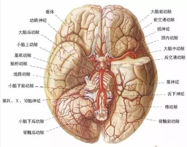 最全神经系统解剖图