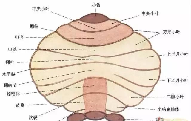 最全神经系统解剖图