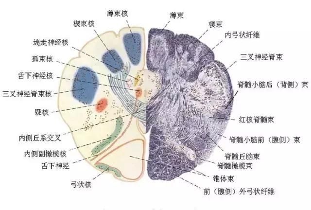 最全神经系统解剖图