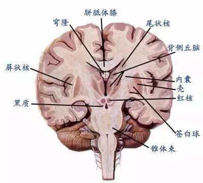 最全神经系统解剖图