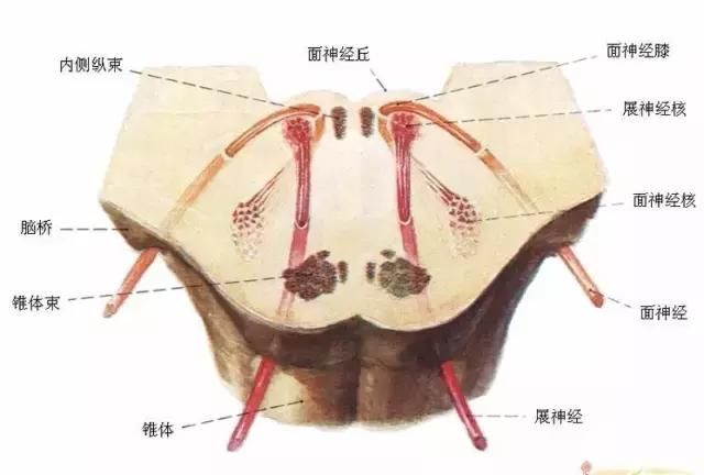 最全神经系统解剖图