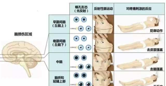 最全神经系统解剖图