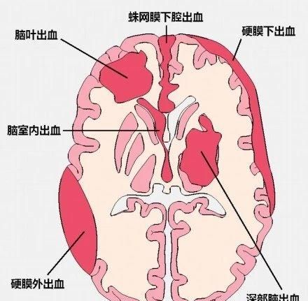 最全神经系统解剖图