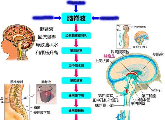 最全神经系统解剖图