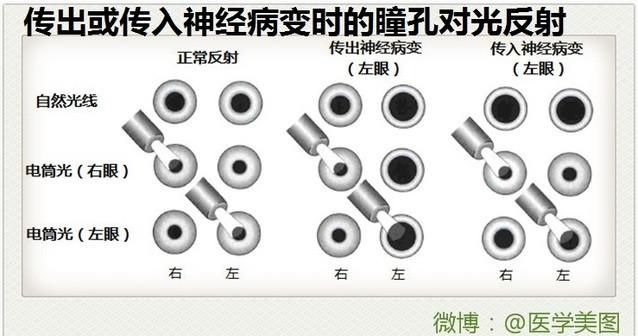 最全神经系统解剖图