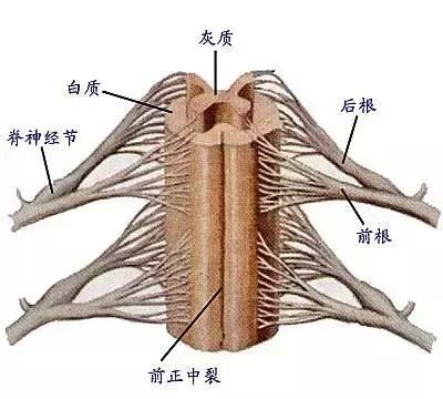 最全神经系统解剖图