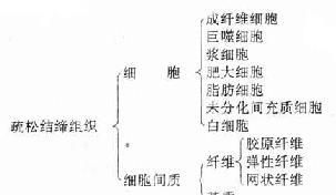 《解剖学》结缔组织