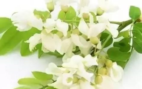 4月开放的花(降压中草药保质期)